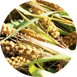 原民傳統醫療文獻Button圖示