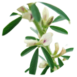 藥園物種查詢Button圖示