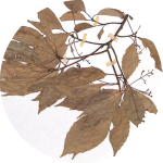 標本查詢Button圖示